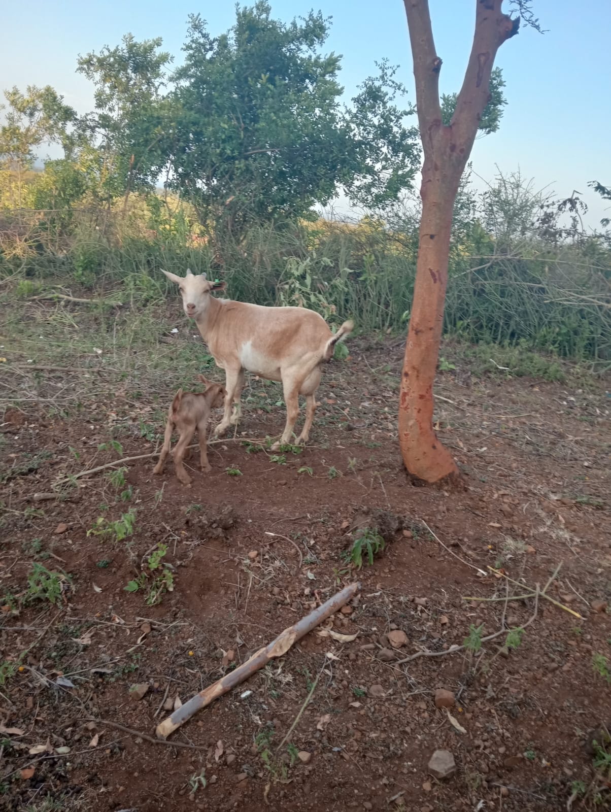 A new goat kid with the mother on the farm